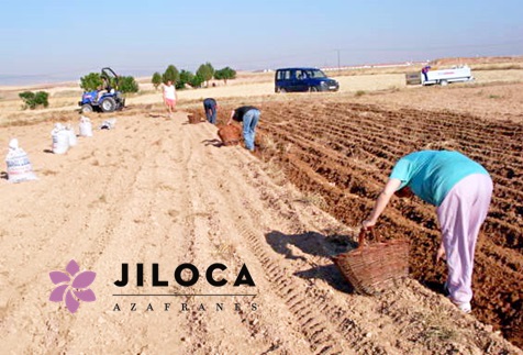 Cultivation of the saffron bulb